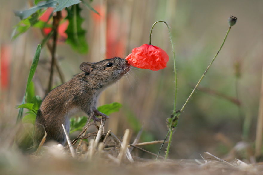 Field Mouse Smelling Flowers