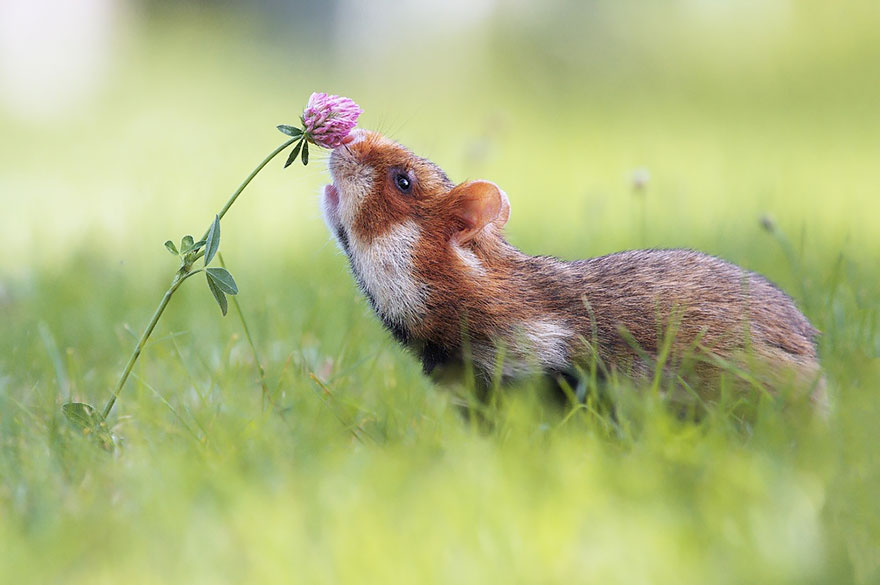 Hamster Smelling Flowers