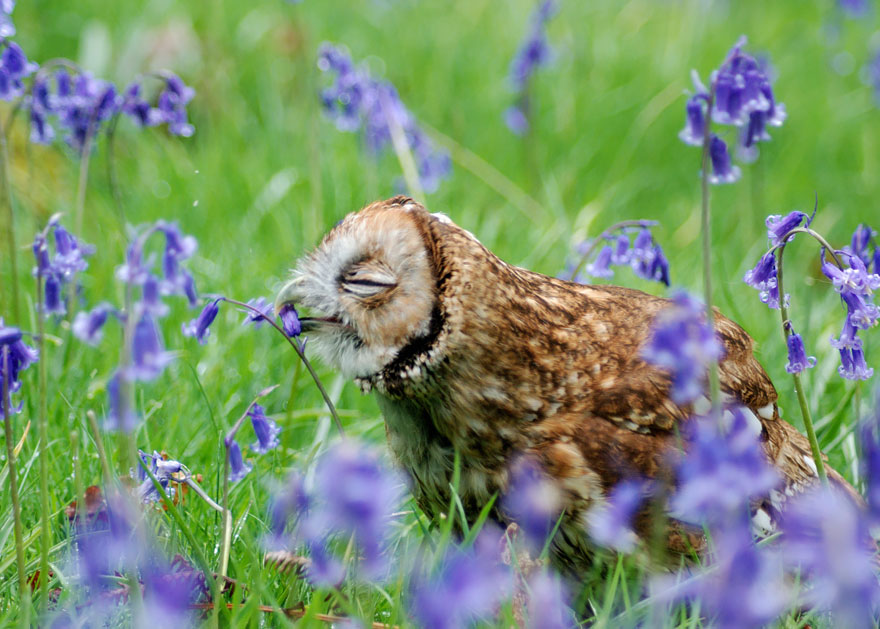 Owl Smelling Flowers