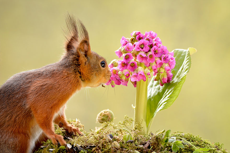 Squirrel Smelling A Pink Flower