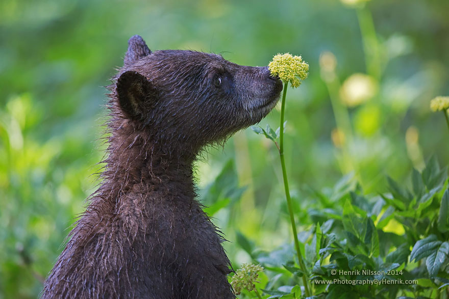 Bear Smelling Flowers