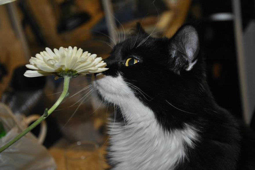 Boots Smelling A Flower
