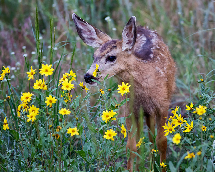 Fawn Smelling Flowers