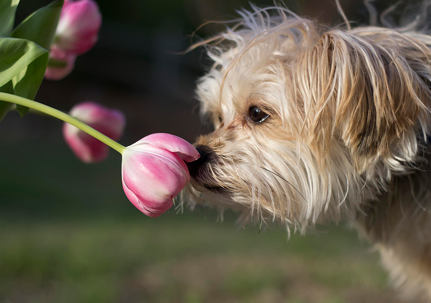 Dog Smelling A Flower
