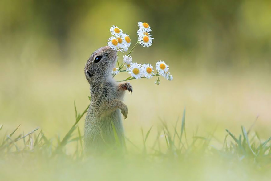 Smelling Flowers