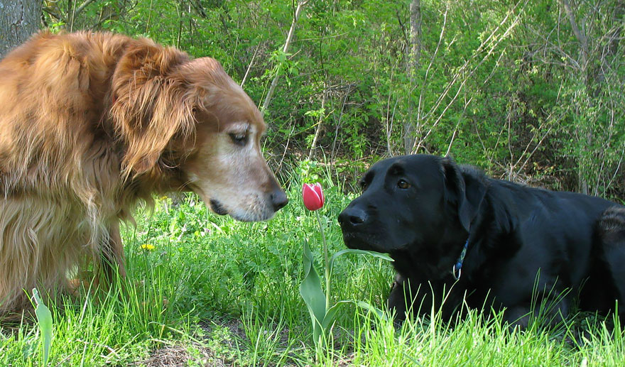 Dogs Smelling Flowers