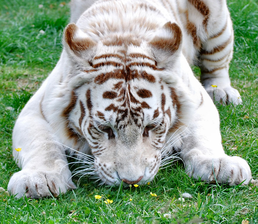 White Tiger Smelling Flowers