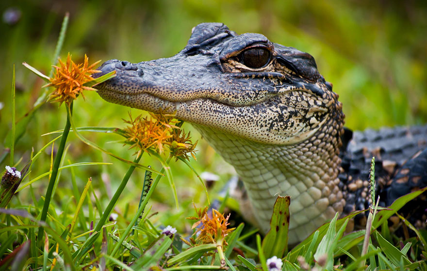 Baby Alligator Smelling Flowers