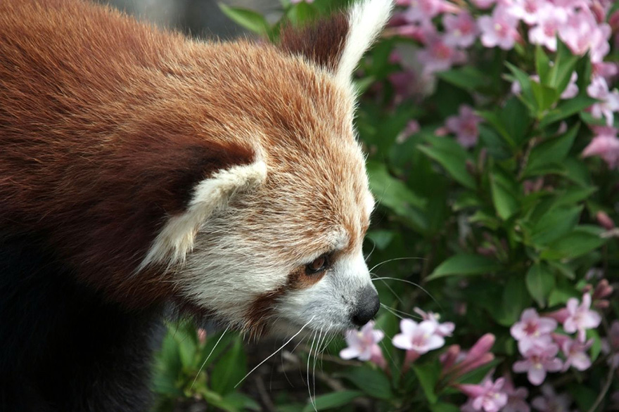 Red Panda Smelling Flowers