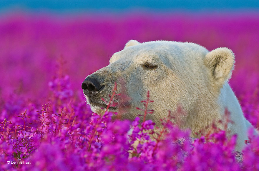 Polar Bear Smelling Flowers