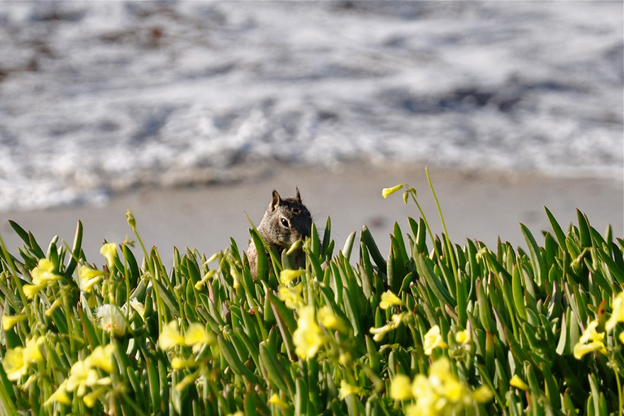 Sammy, The Squirrel, Smelling The Flowers By The Ocean