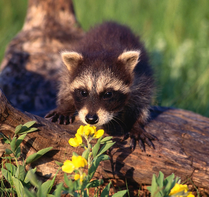 Young Raccoon Sniffing Flower