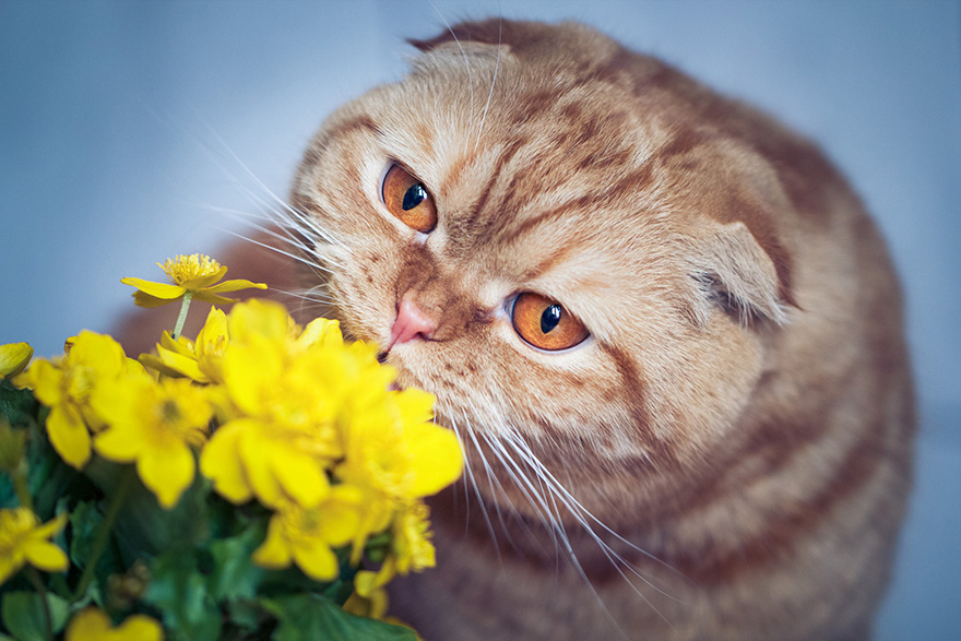 Cat Sniffing A Flower