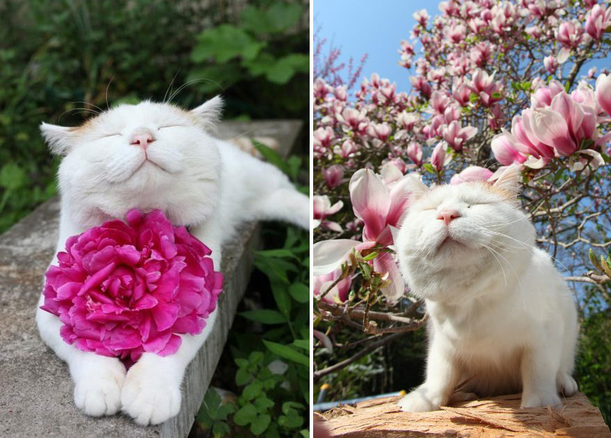 Cat Smelling Flowers