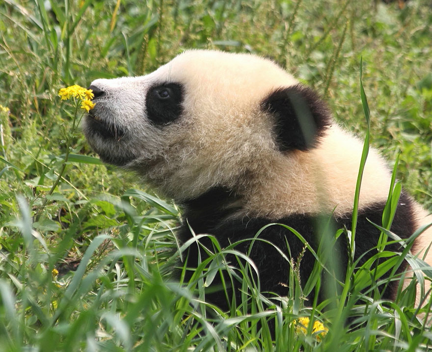 Panda Sniffing A Flower