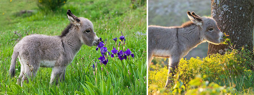 Donkey Smelling Flowers