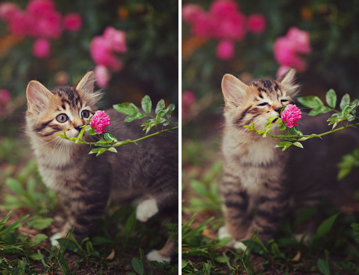 Animals Sniffing Flowers Is The Cutest Thing Ever (20 Pics)