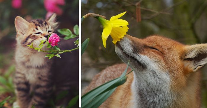 Animals Sniffing Flowers Is The Cutest Thing Ever (20 Pics) | Bored Panda