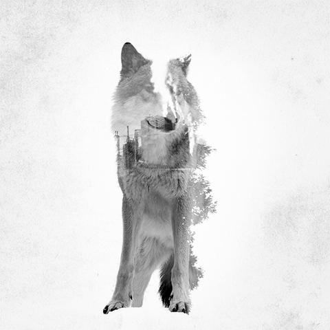 Double Exposure GIFs Of Wild Animals Show How Humans Destroy Their Habitats