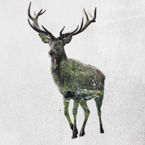 Double Exposure GIFs Of Wild Animals Show How Humans Destroy Their Habitats