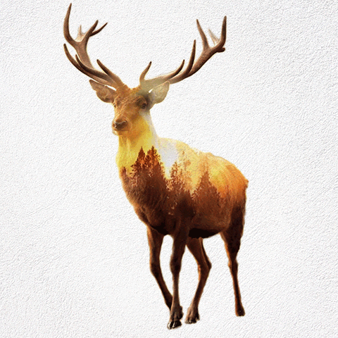 Double Exposure GIFs Of Wild Animals Show How Humans Destroy Their Habitats  | Bored Panda