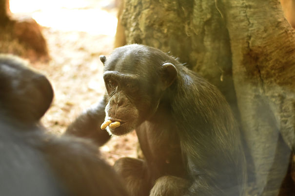 Chimp Playing With Peanuts