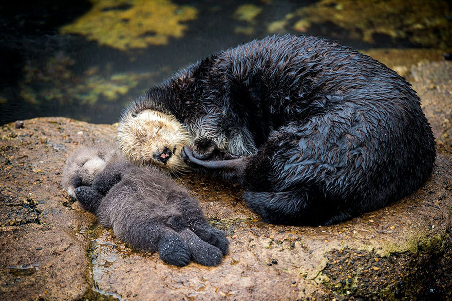 baby-otter-sleeps-mother-belly-monterey-bay-aquarium-12