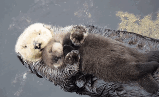 Day Old Otter Pup Falls Asleep On Its Floating Mother's Belly