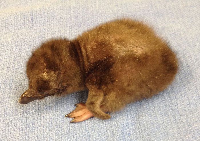 Cincinnati Zoo Names Its Newest Baby Penguin “Bowie”