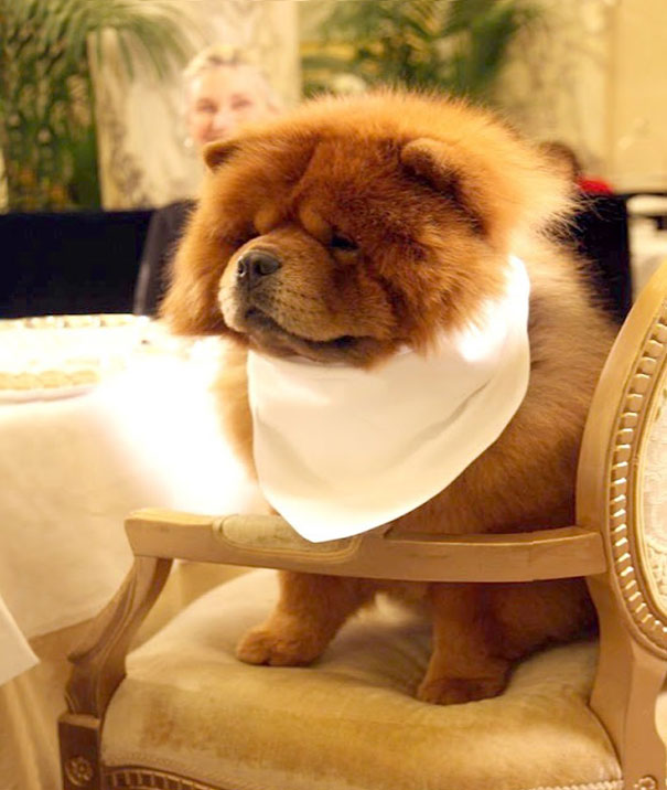 Quite The Well-Bred Chow Chow
