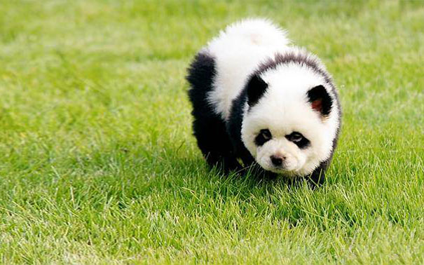 Chow Chow Puppy Panda