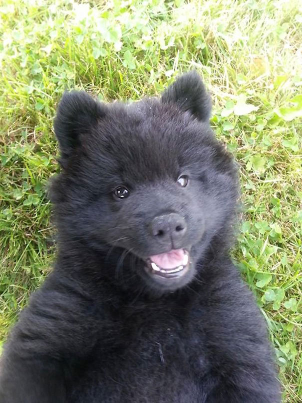 10 Week Old Eurasier Puppy That Looks Like A Teddybear