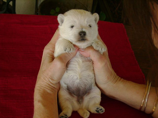 Westie Puppy