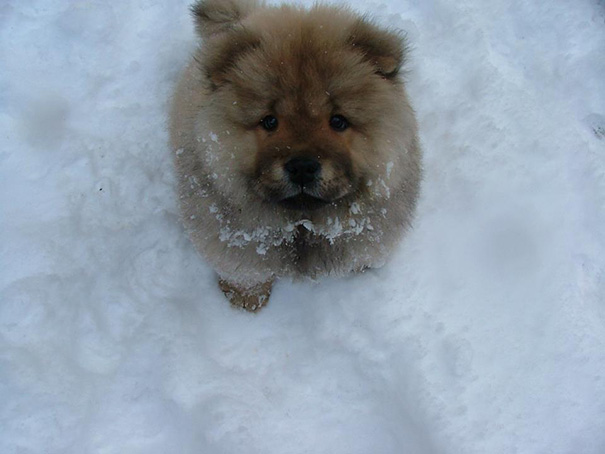Trying To Say No To My Chow Puppy For Eating Snow