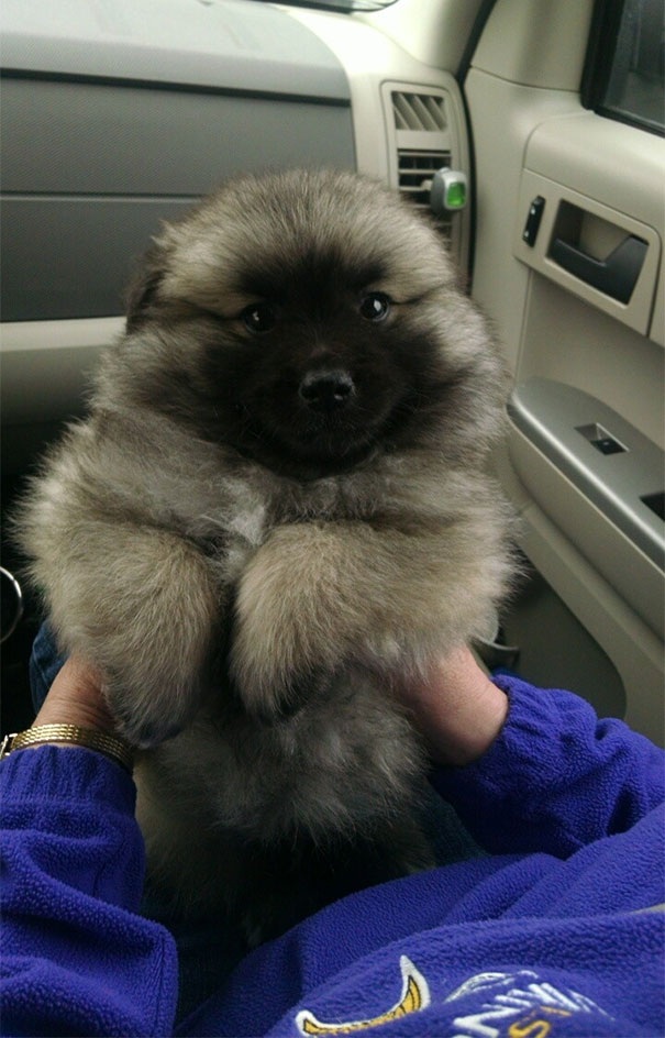 My Parents New Puppy. Keeshond Mixed With An American Eskimo