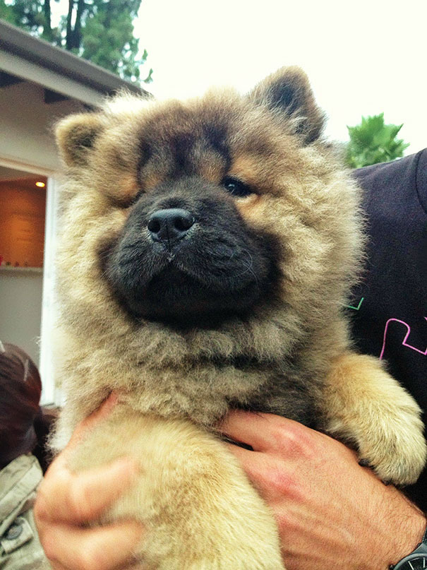 My Friend's 3 Month Old Chow Chow Puppy