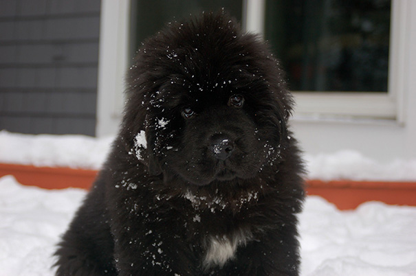My Newfie Puppy's First Time In The Snow