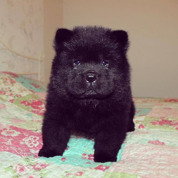 Chow Chow Puppy, 45 Days Old