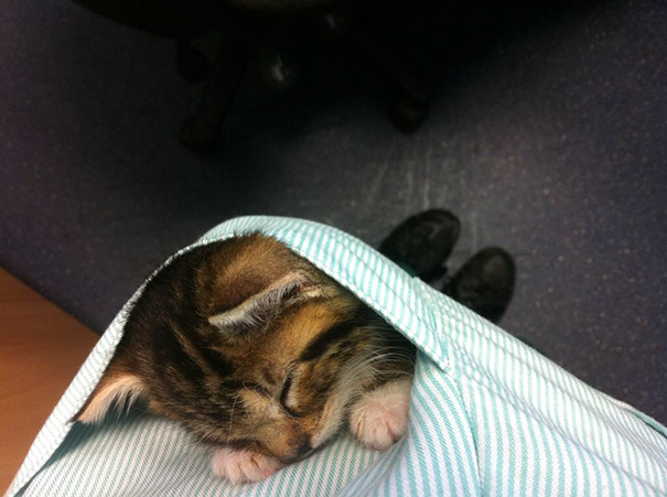 I Work In Veterinary And This Is My Pocket Kitten