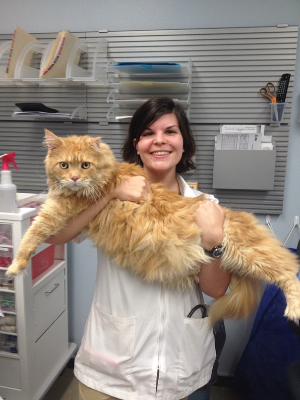 Meet Tiger The Maine Coon. This Was Taken While My Sister Was In Vet School
