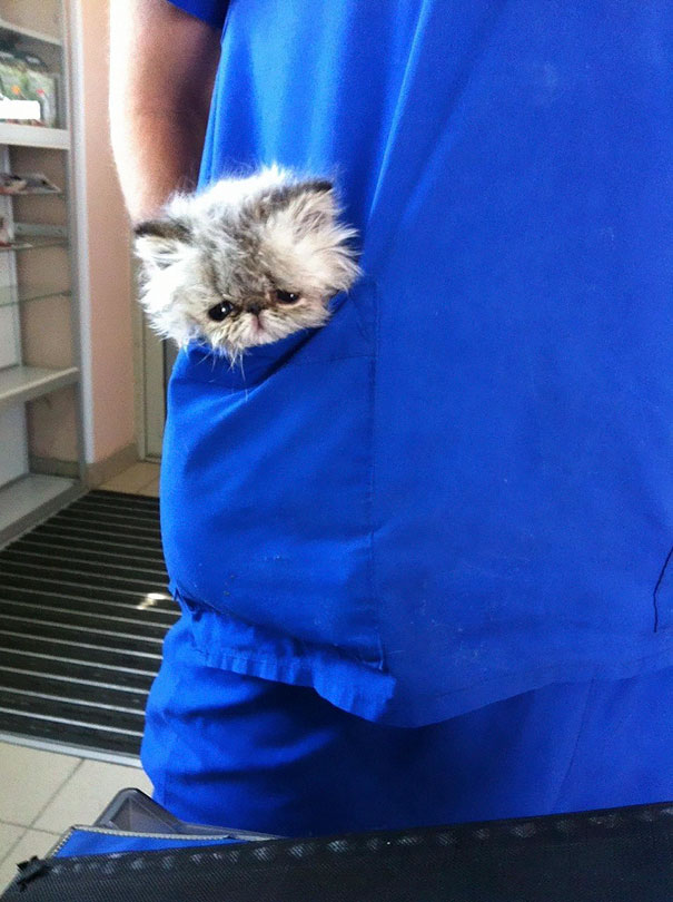 My Wife Is A Vet, And This Little Buddy Was Travelling Around The Clinic With Her Like This