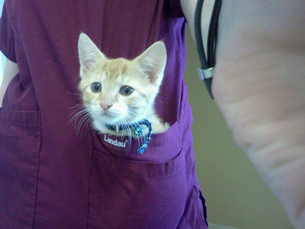 Sometimes I Put Kittens In My Pockets While I'm At Work
