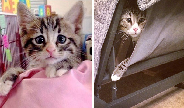 Kitten Born With Permanently Worried-Looking Eyes