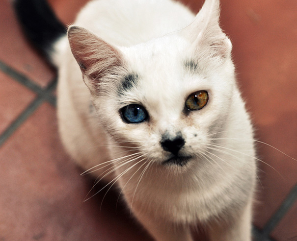cat-eyes-different-colors-heterochromia-1