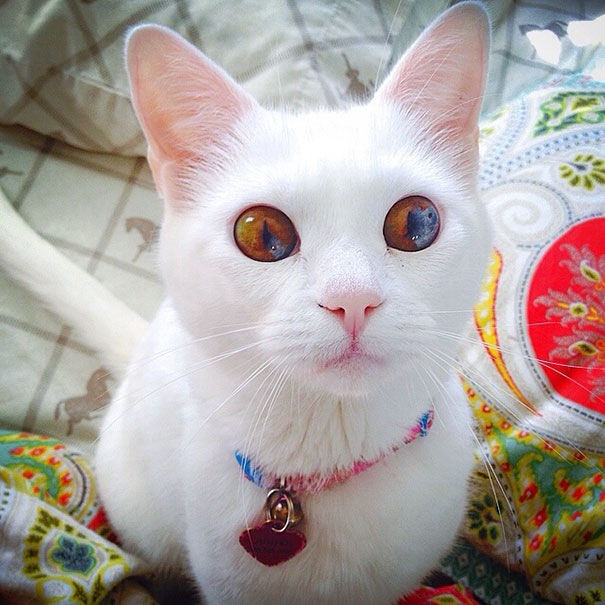 cat-eyes-different-colors-heterochromia-6