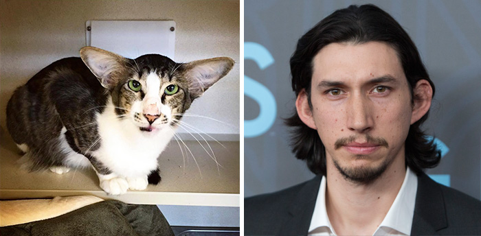 Shelter Cat That Looks Like Adam Driver From Star Wars Finally Adopted