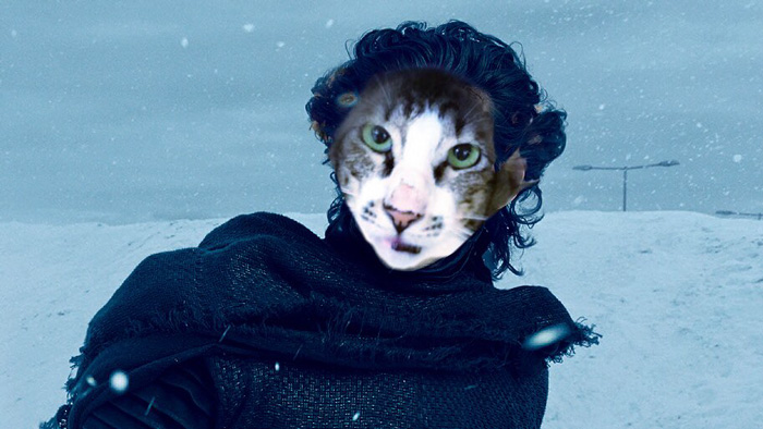 Shelter Cat That Looks Like Adam Driver From Star Wars Finally Adopted