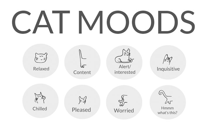 Cat Moods Explained
