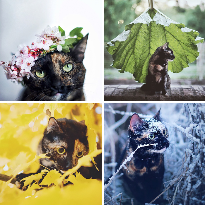 I Photographed My Cat Throughout The Seasons