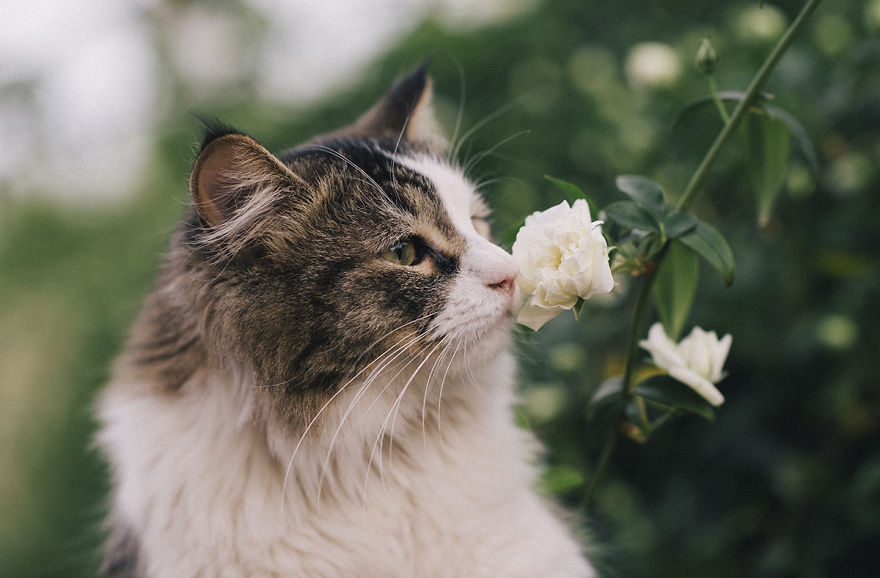 Cat Smelling Flowers
